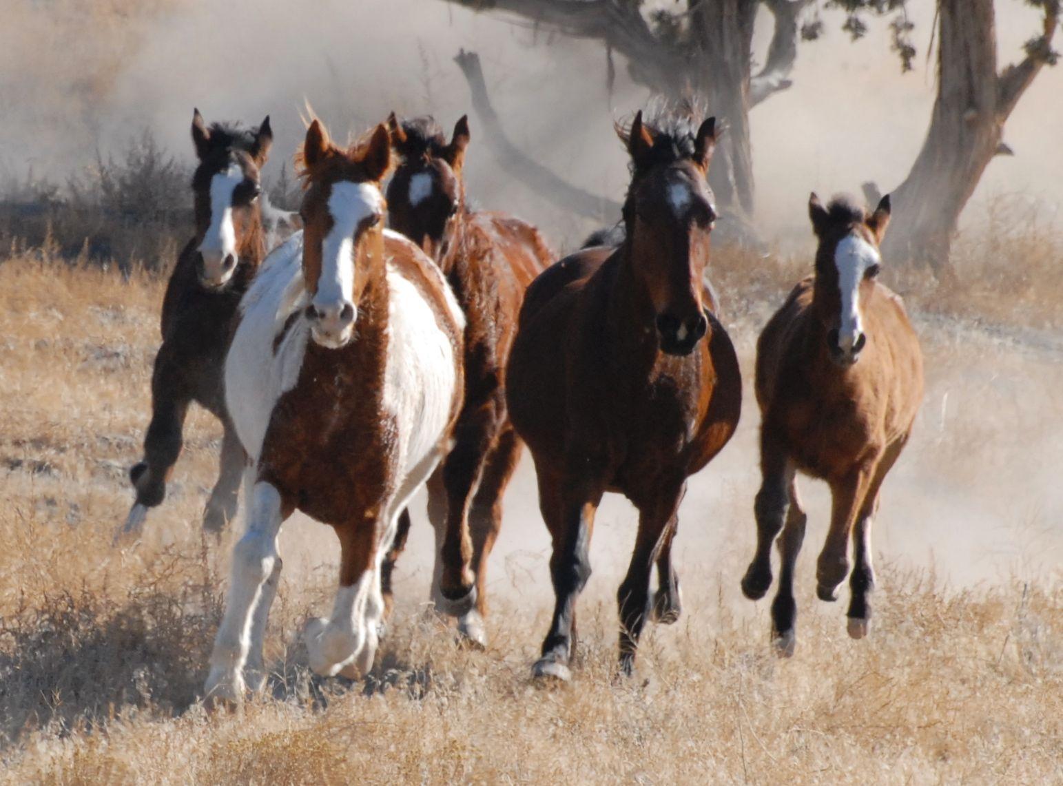 July 16th, 2015: Wild Horse and Burro Adoption