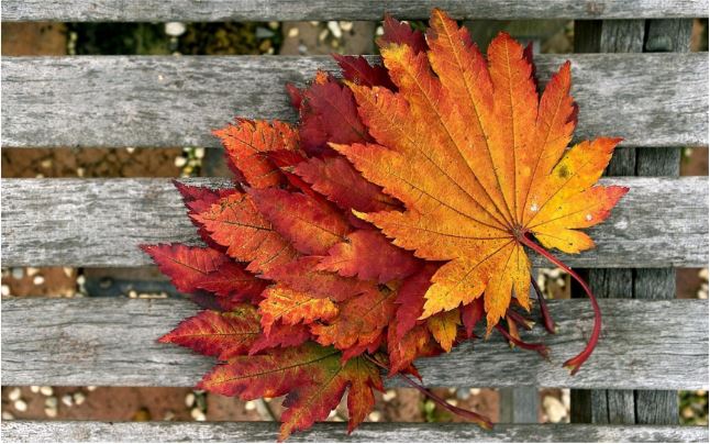 First Day of Fall 2020